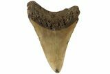 Fossil Megalodon Tooth - North Carolina #183331-1